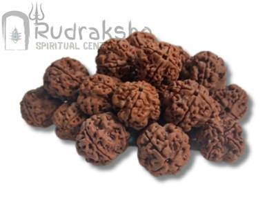 4 Mukhi Rudraksha from Nepal